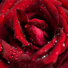 Rose and water drops for romantic, beauty and love concept | Wall mural