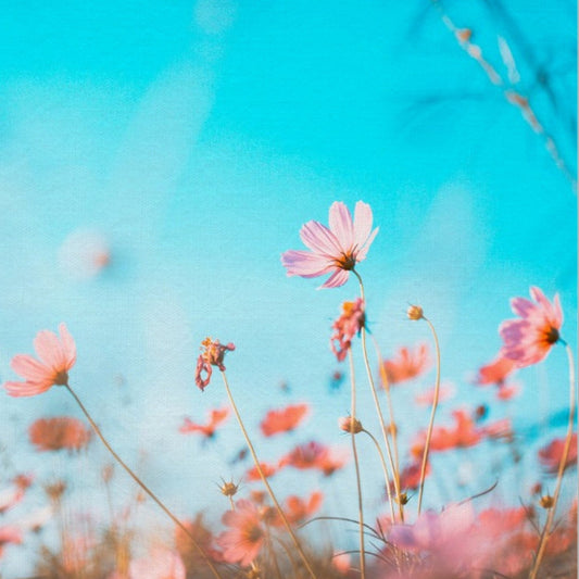 Living cosmos: beautiful flowers blooming in the garden | Mural