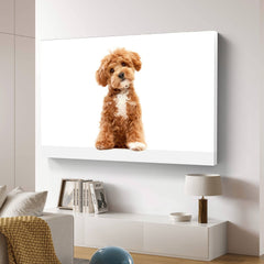 Hund mit süßem Charme. Aufnahme von Maltipoo mit großen, freundlichen Augen